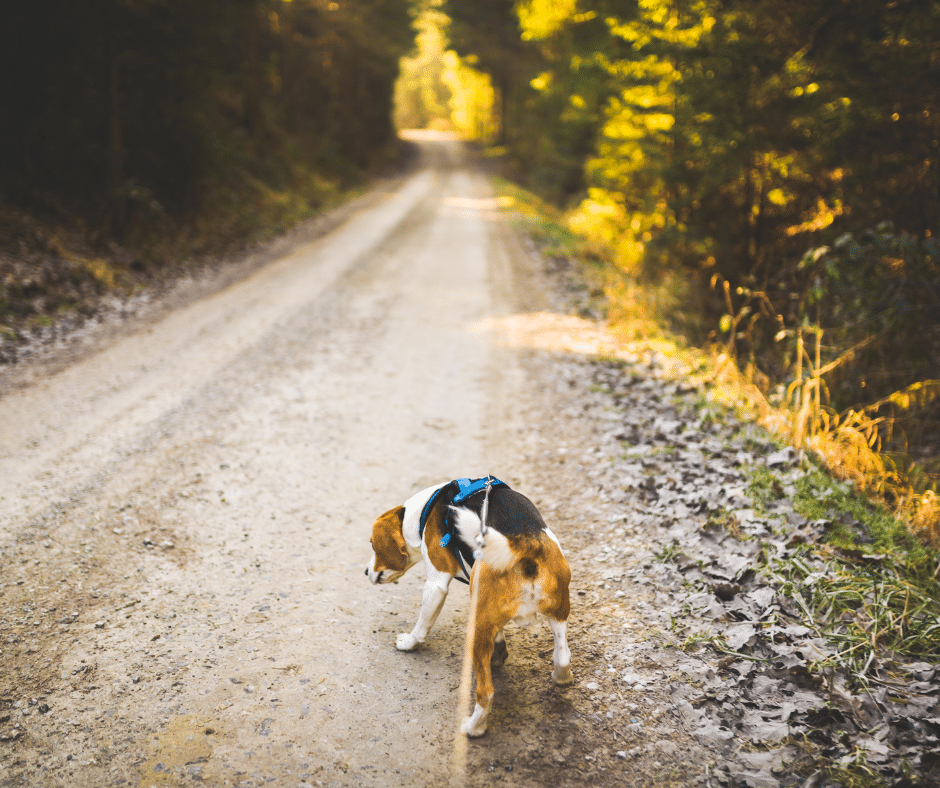 éducation canine