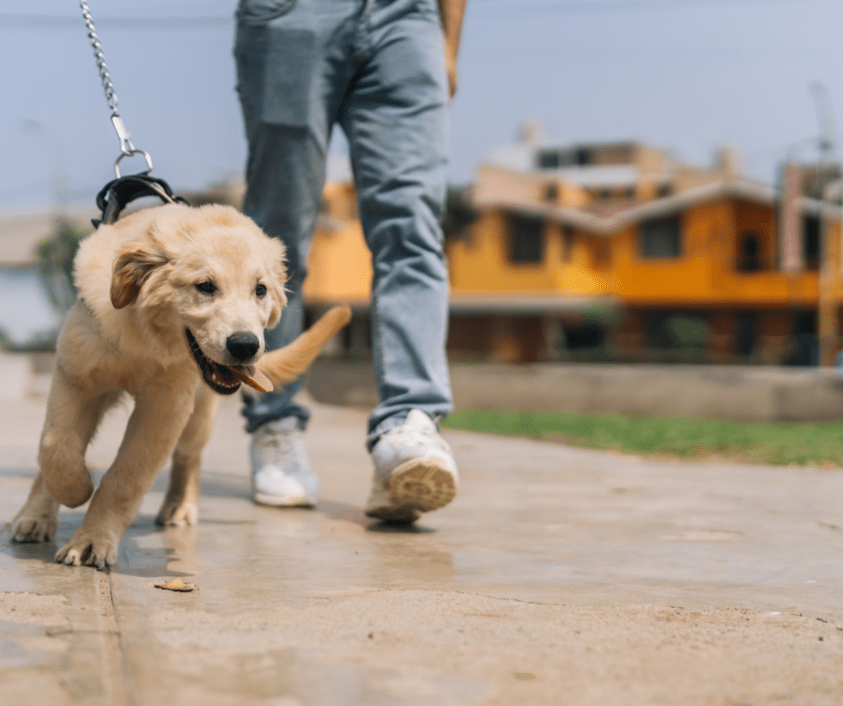 comment apprendre la marche en laisse