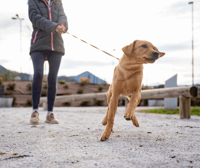 balade avec son chien